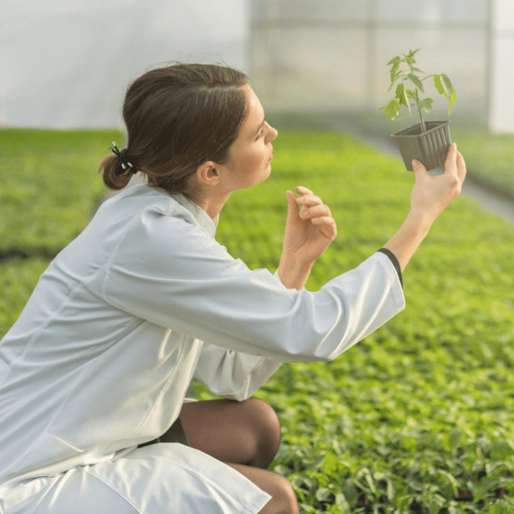 Green tea also sits on the lower end for caffeine.